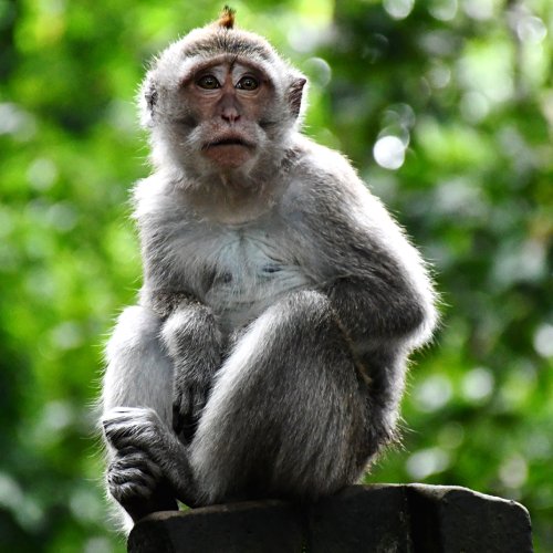 listing-details-carousel